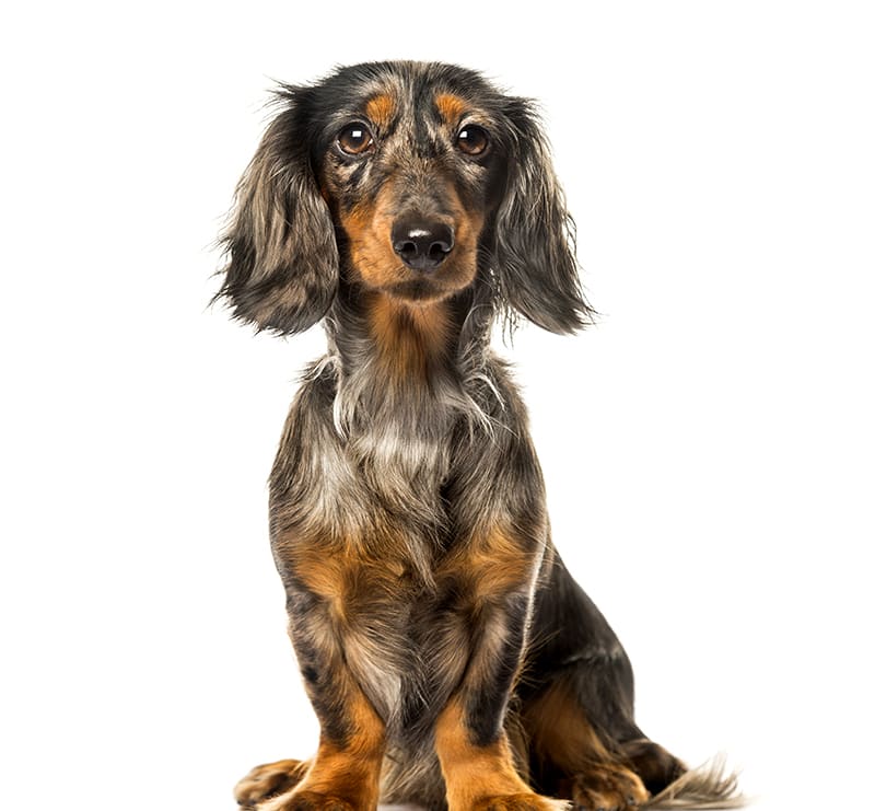 Small Dogs Wellness Plan, Douglasville Veterinary Hospital